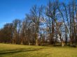 avenue of trees in winter