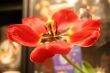 overripe flower