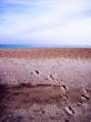 footprints and seashells