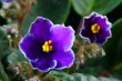 African violet. Saintpaulia