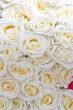 white roses