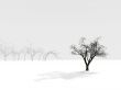 alone winter tree