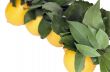 lemons