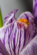Purple wild crocus open in sunlight