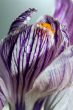 Purple wild crocus open in sunlight