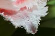 Close-up shot of the stamen of a rose tulip