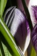 Purple wild crocus open in sunlight
