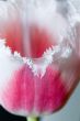 Close-up shot of the stamen of a rose tulip