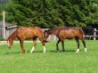 Brown Horses