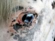 Horse Eye