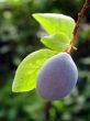 Purple Plum