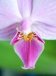 Orchid