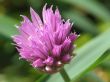 Purple Bloom
