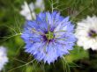 Blue Bloom