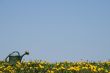 Green watering-can in flowering meadow