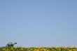Watering-can in a flowering spring field