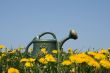 Watering-can in dandelion field