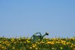 Green watering-can among yellow flowers