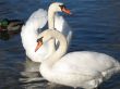 beautiful swan