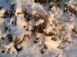 beauty of winter