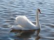 beautiful swan