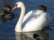 beautiful swan
