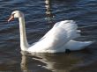 beautiful swan