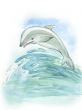 Flying dolphin
