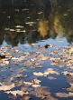 Leaves on water