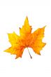 One maple leaf