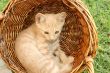 Kitten