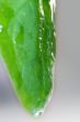 Drop of Grass isolated in white