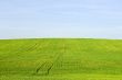 Harvest landscape