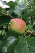 Ripening apple after a rain