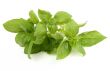 basil leaves on white
