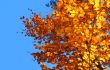 top of vivid fall trees