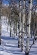 Winter, aspens in snow with blue sky
