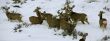 Mule deer herd in deep snow