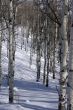 Winter, aspens in snow with blue sky