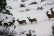 Mule deer herd in deep snow