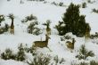 Mule deer herd in deep snow