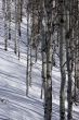 Winter, aspens in snow with blue sky