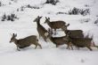 Mule deer herd in deep snow