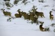 Mule deer herd in deep snow
