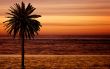 beach palm tree at sunset