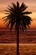 beautiful palm tree at the beach
