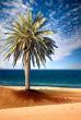 beautiful beach view with palm tree