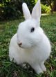 Easter bunny