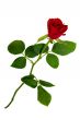 Isolated rose