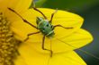 Armored corn cricket